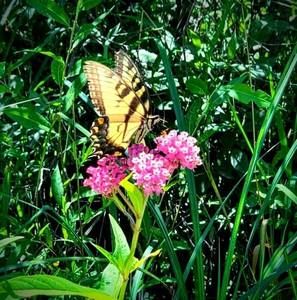 Meet your Posher, Constance